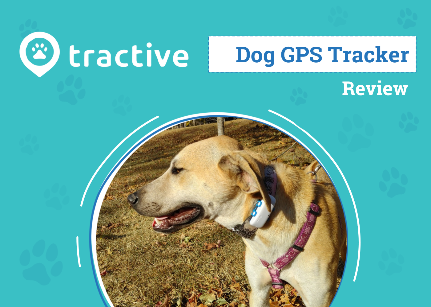 Tractive Dog GPS Tracker 2026 Review: An Expert's Breakdown