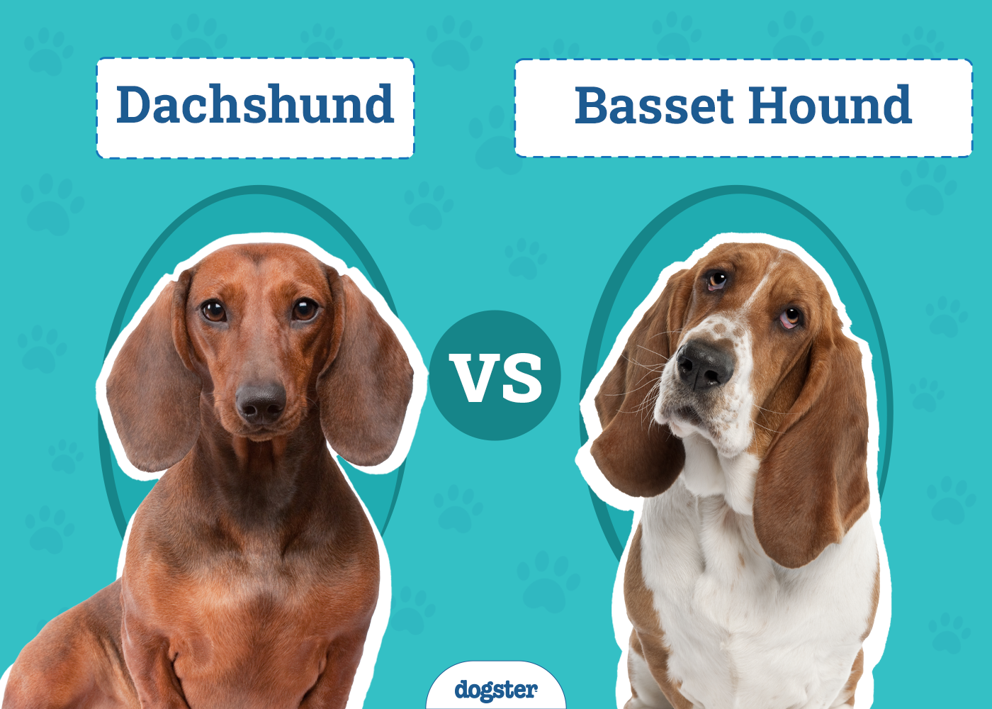 Dachshund vs. Basset Hound: The Differences (With Pictures)