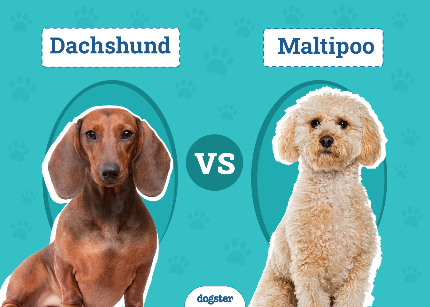 Dachshund vs. Maltipoo: The Differences (With Pictures)