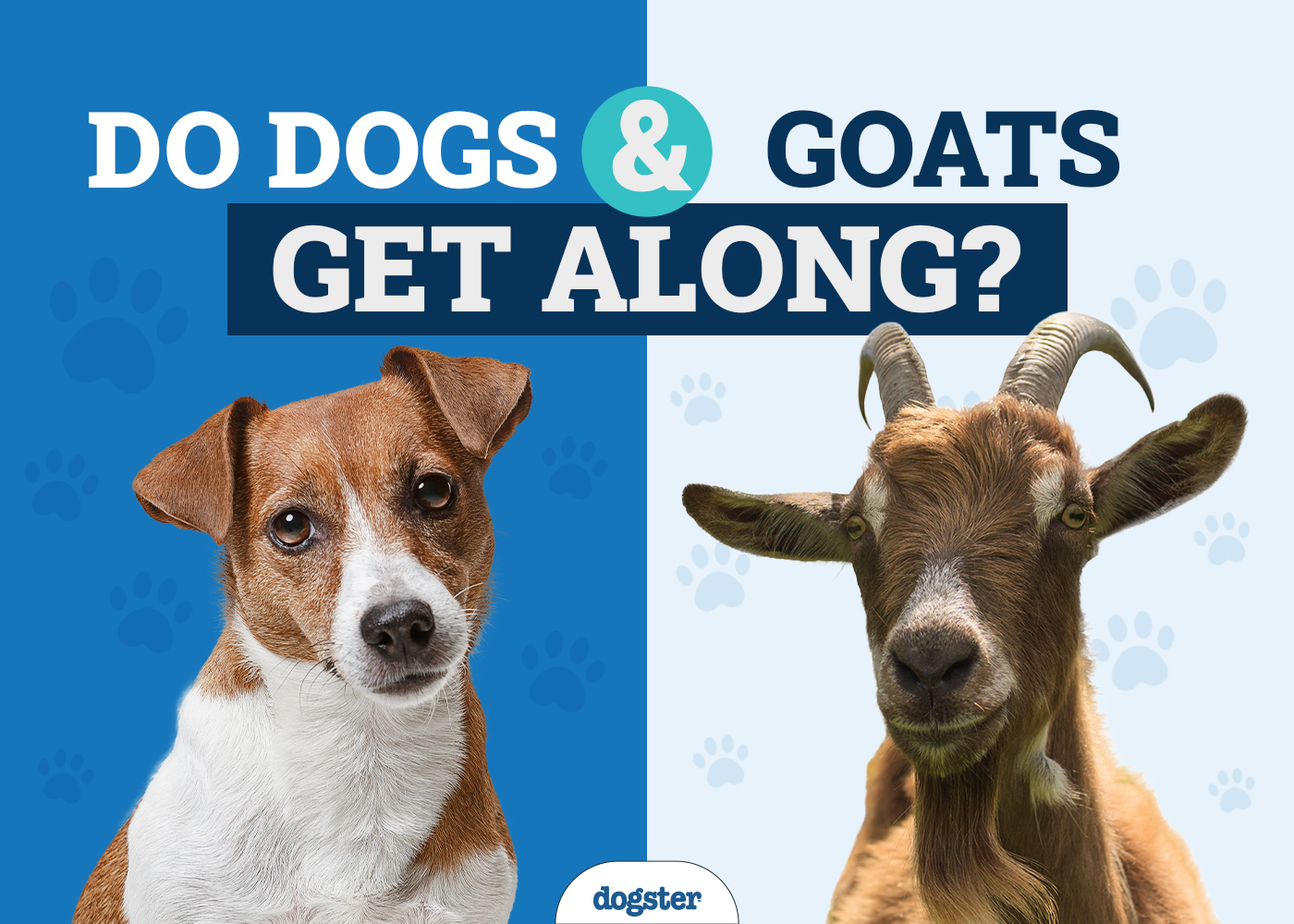 Do Goats and Dogs Get Along? Vet-Approved Facts & FAQ