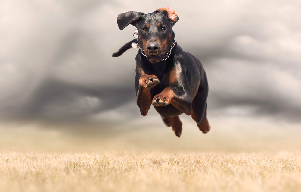 How Much Exercise Do Dobermans Need? Vet-Approved Facts & Tips
