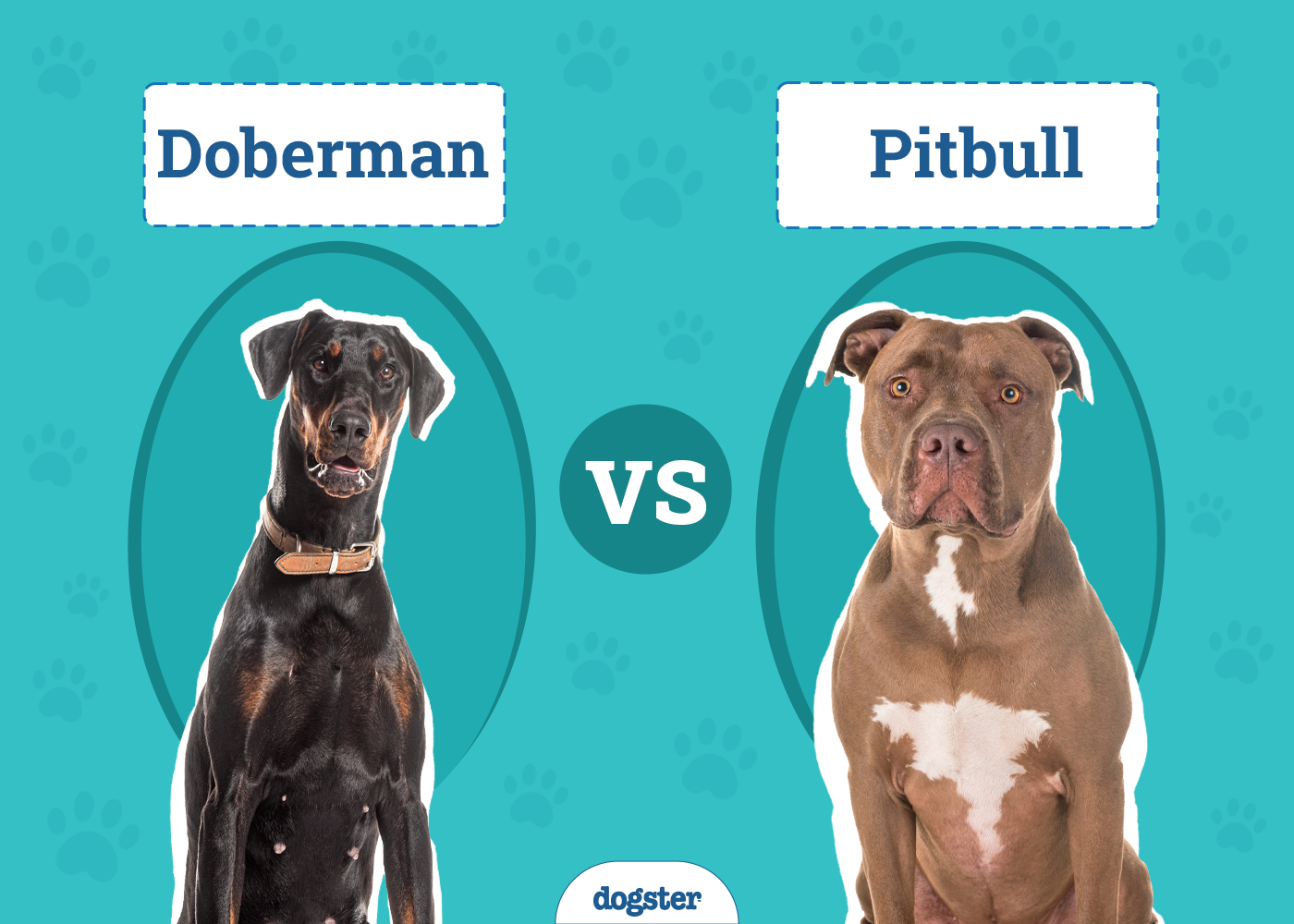 Doberman vs Pitbull: The Differences (With Pictures)