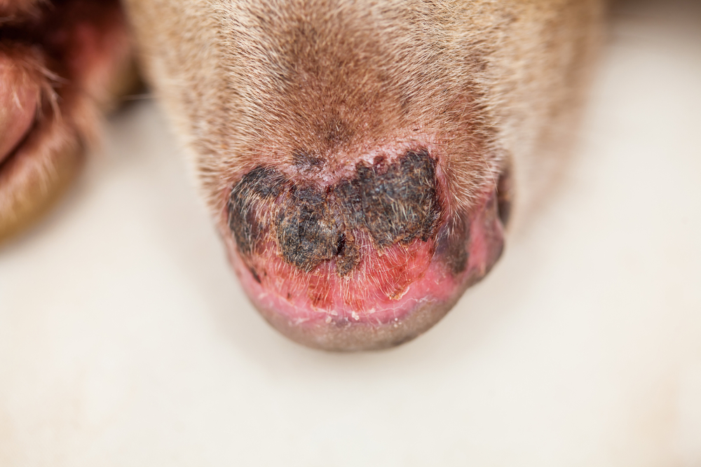 Dog nose with signs of sunburn