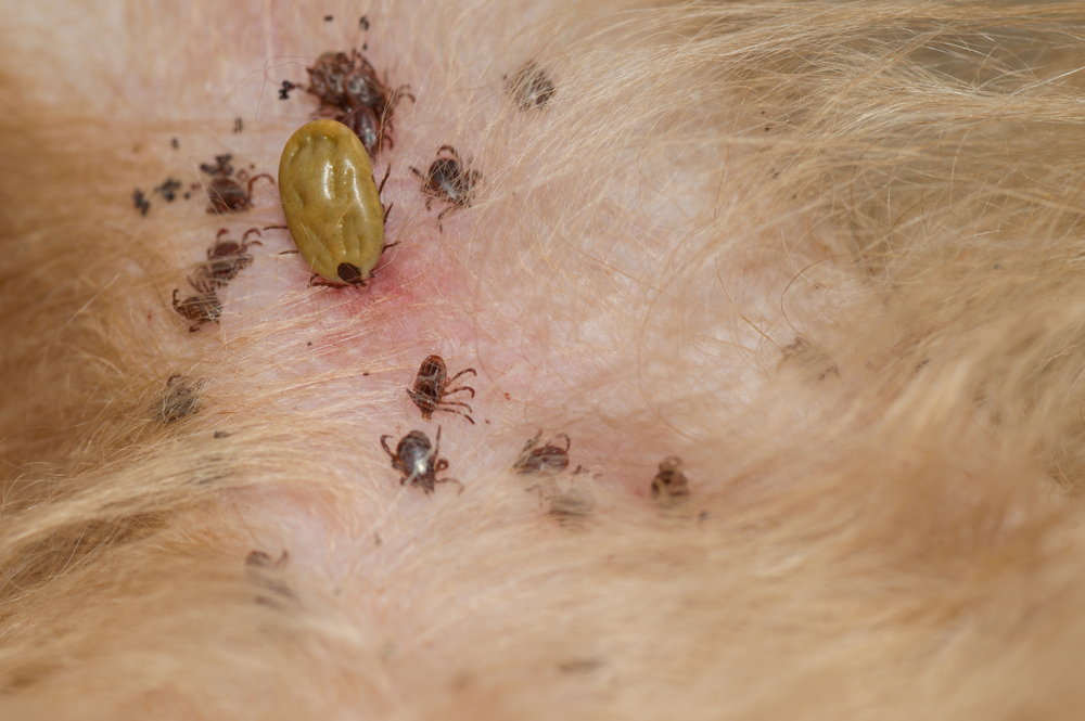 Dog ticks sucking blood from dog