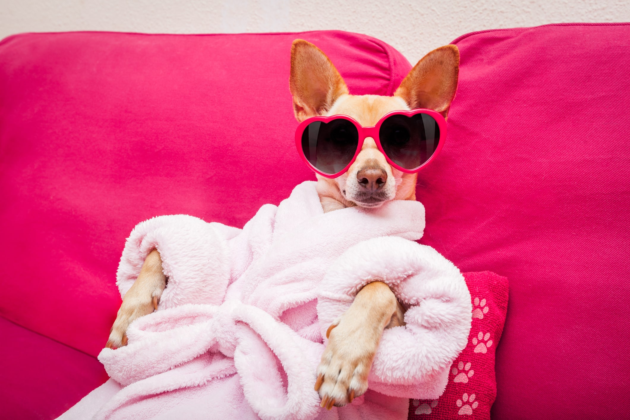 How to Set Up a Dog Room: Tips & Ideas
