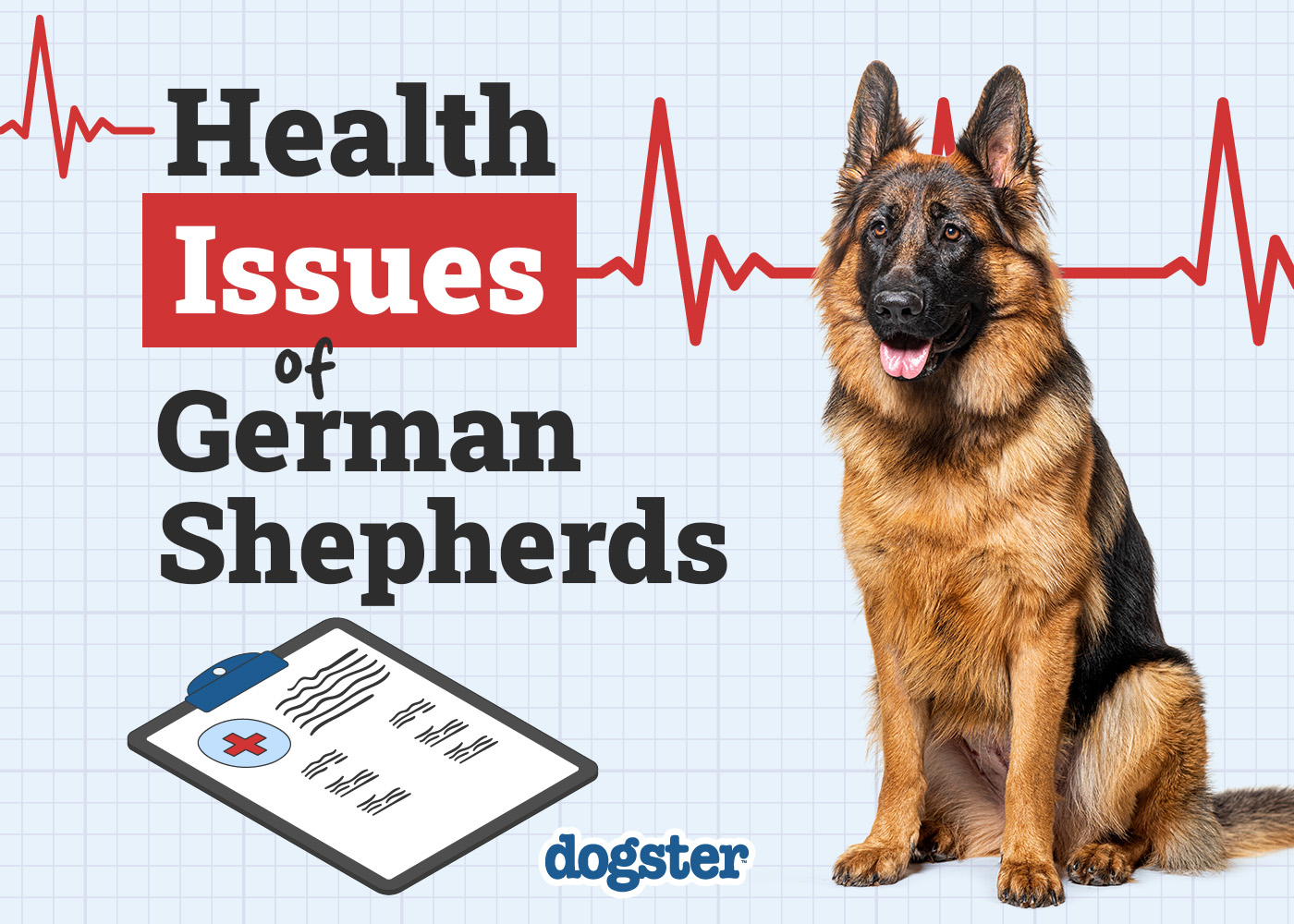 5 Health Problems in German Shorthaired Pointers: Vet Approved Facts