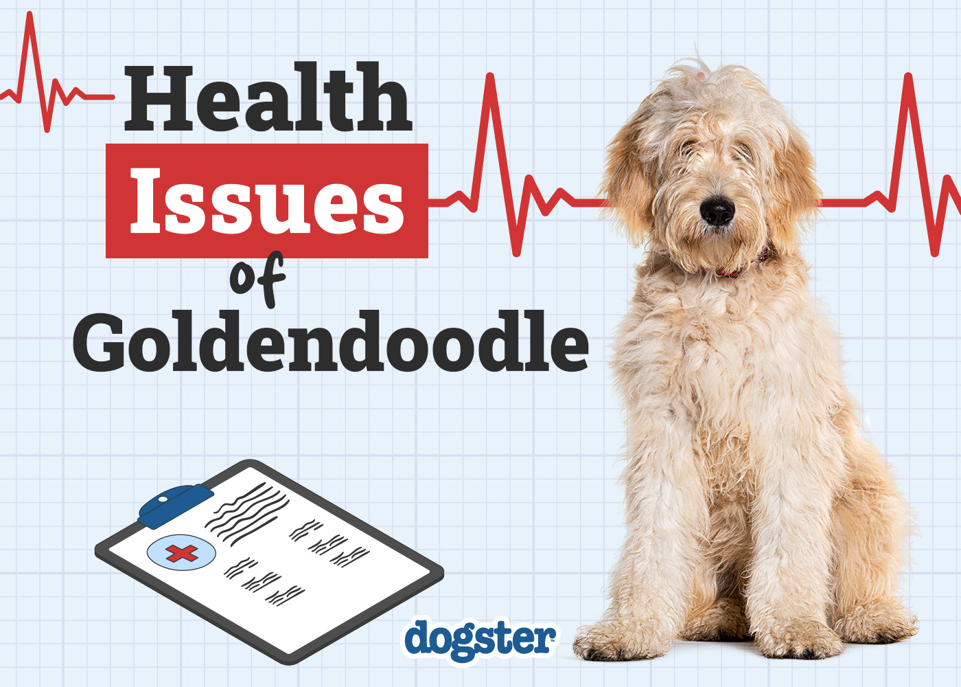 4 Goldendoodle Health Issues: Vet-Verified Potential Problems