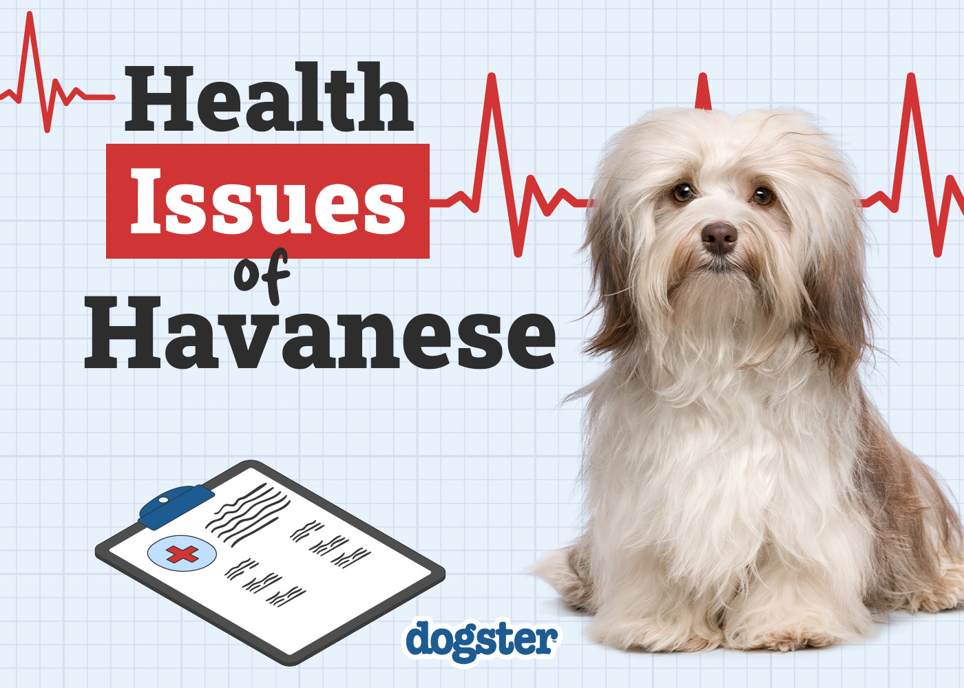 9 Common Havanese Health Issues to Watch Out For (Vet Approved)