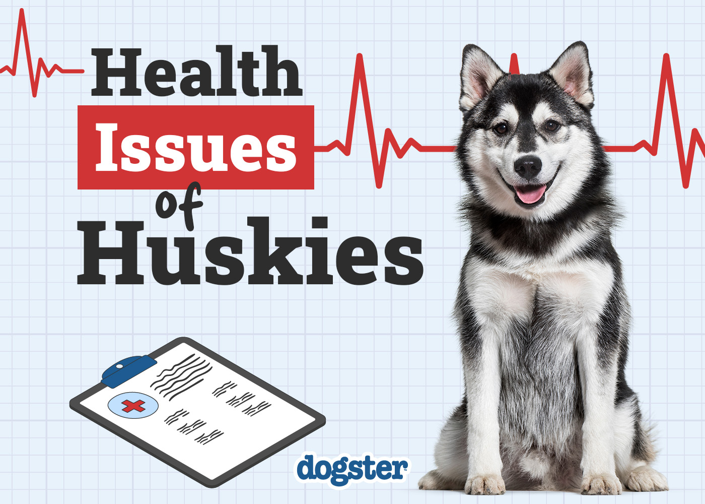 8 Common Husky Health Problems: Vet-Approved Things to Watch For