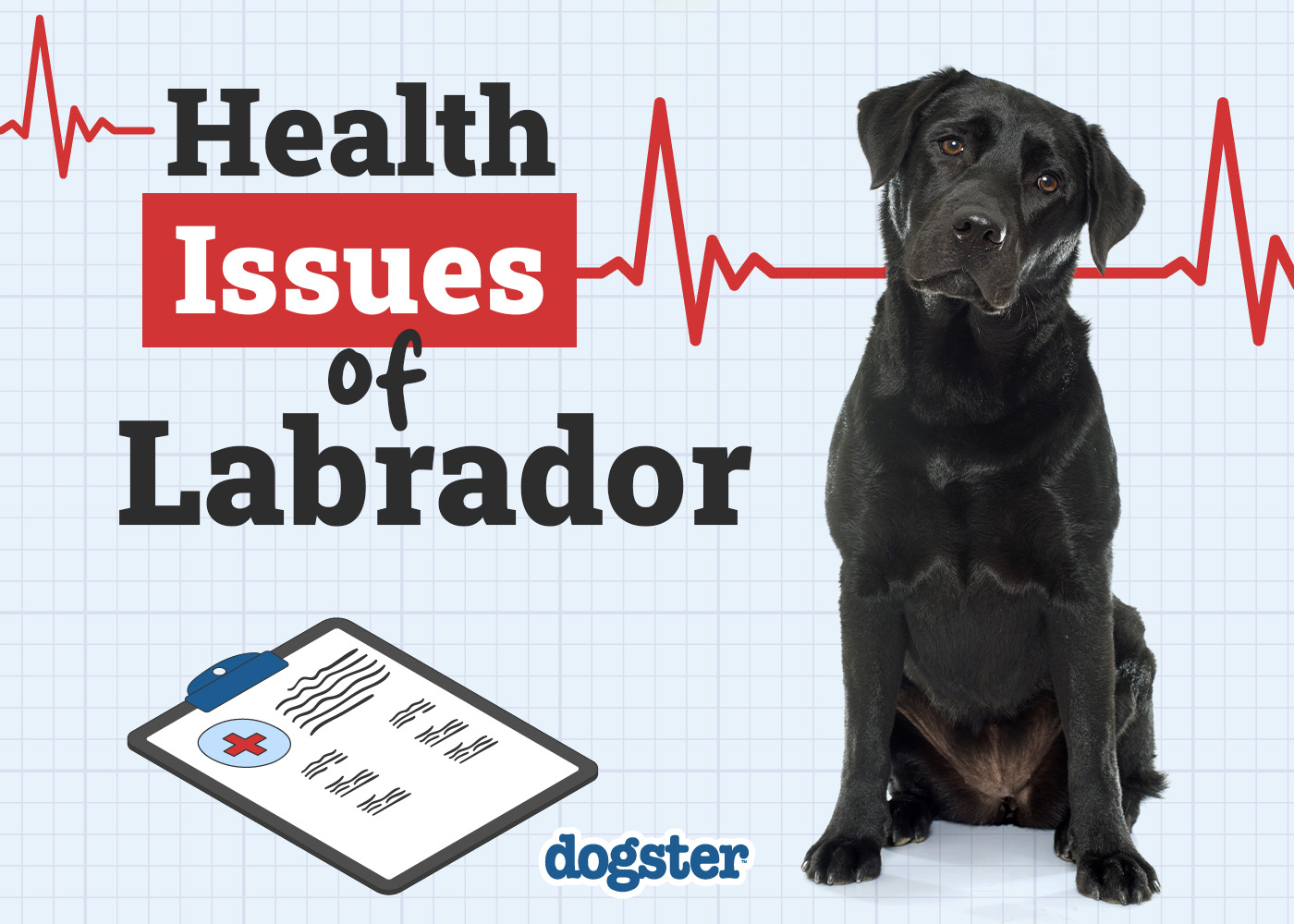 13 Common Labrador Health Issues to Look Out For: Vet-Verified Guide