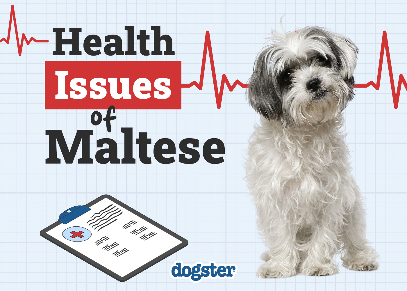 12 Common Health Problems in Maltese Dogs: Vet-Reviewed Illnesses & Diseases