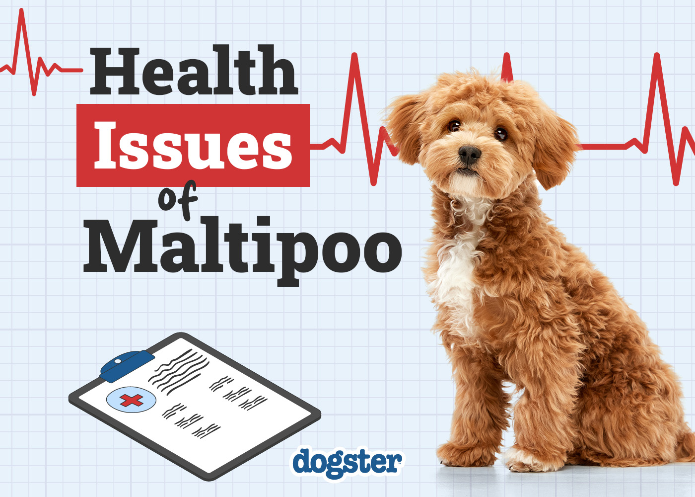 11 Common Maltipoo Health Issues to Watch Out For: Signs & Treatments