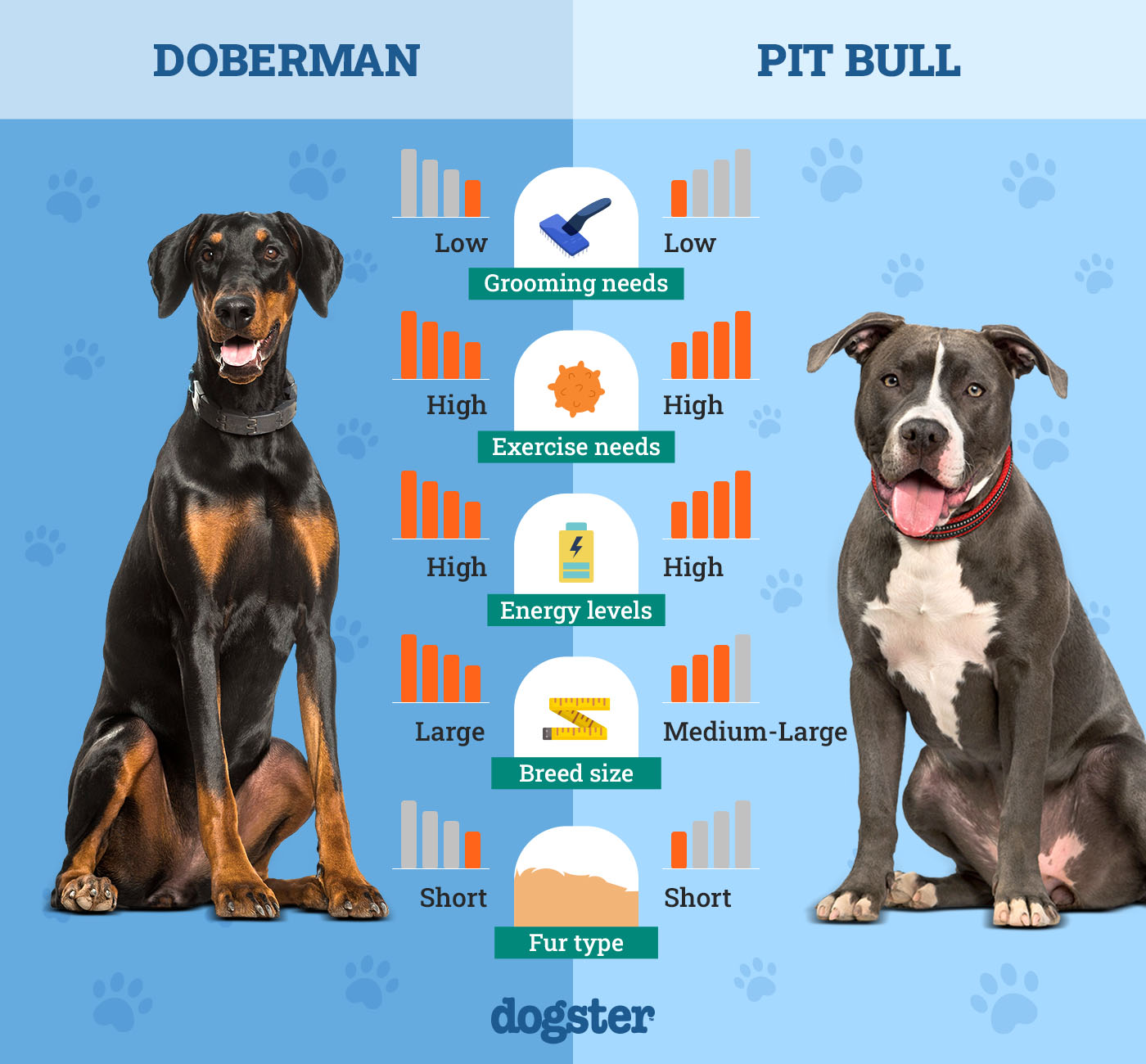 Dogster_Side by Side Comparison_ Doberman vs Pit Bull