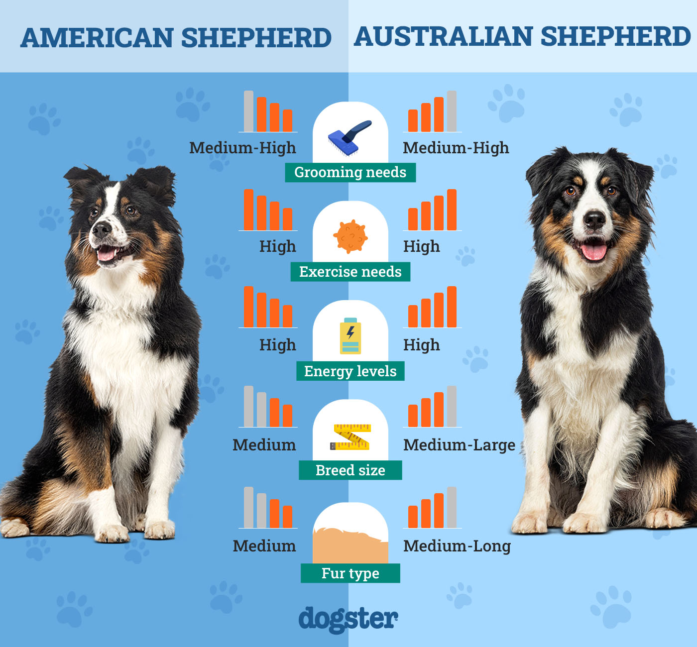 Dogster_Side by Side Comparison_American Shepherd vs Australian Shepherd