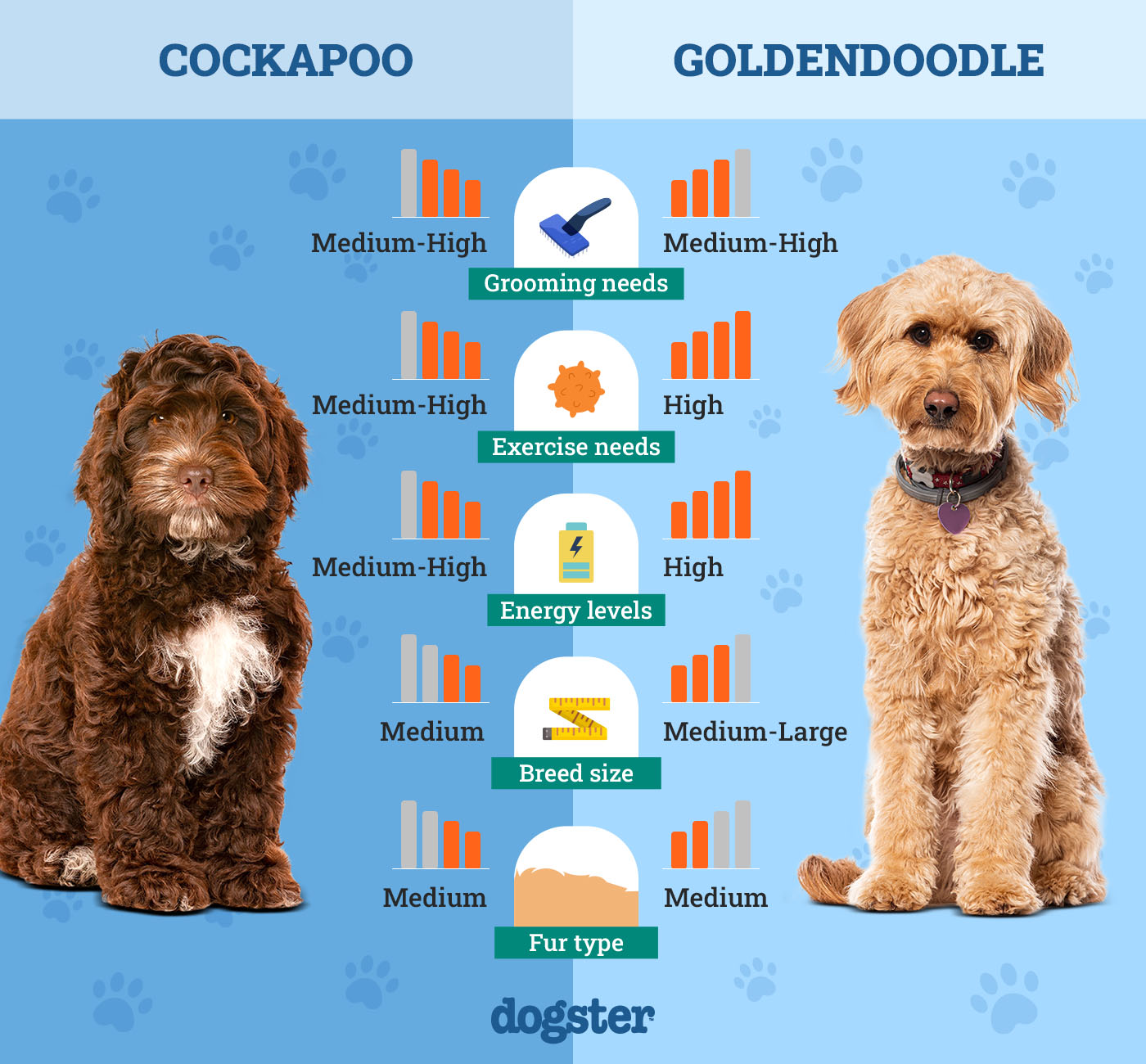 Dogster_Side by Side Comparison_Cockapoo vs Goldendoodle