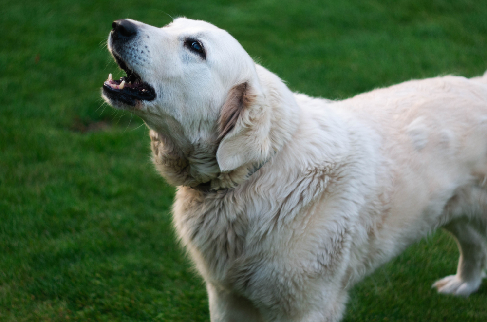 Why Is My Dog Honking Like a Goose? 7 Vet-Verified Reasons