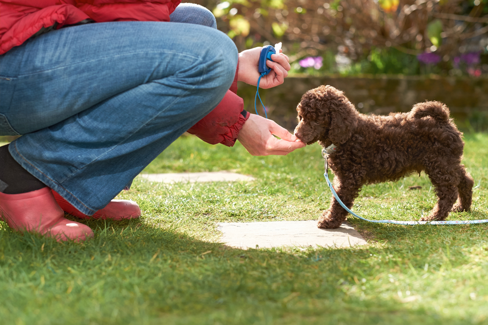 10 Essential Dog-Training Supplies & How to Use Them