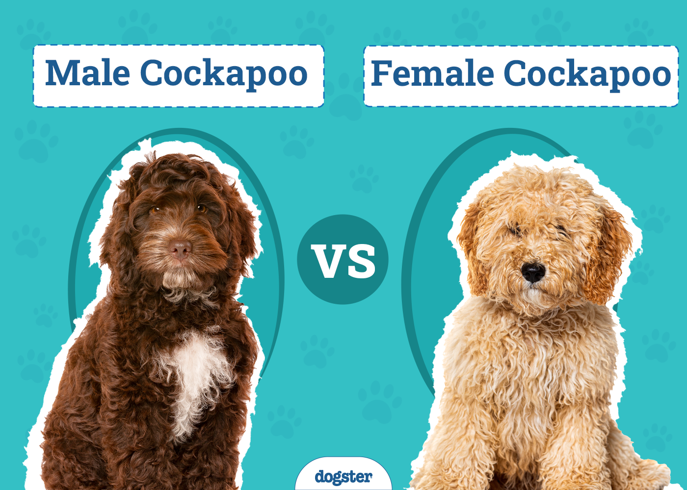 Male vs. Female Cockapoo: The Differences (With Pictures)