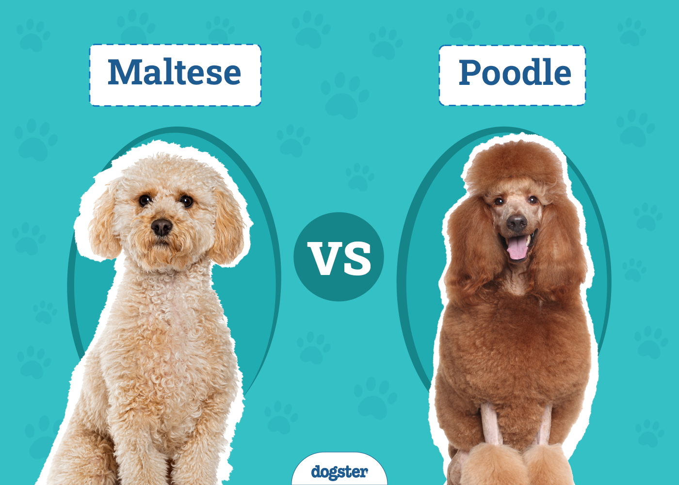 Maltese vs Poodle: The Differences (With Pictures)