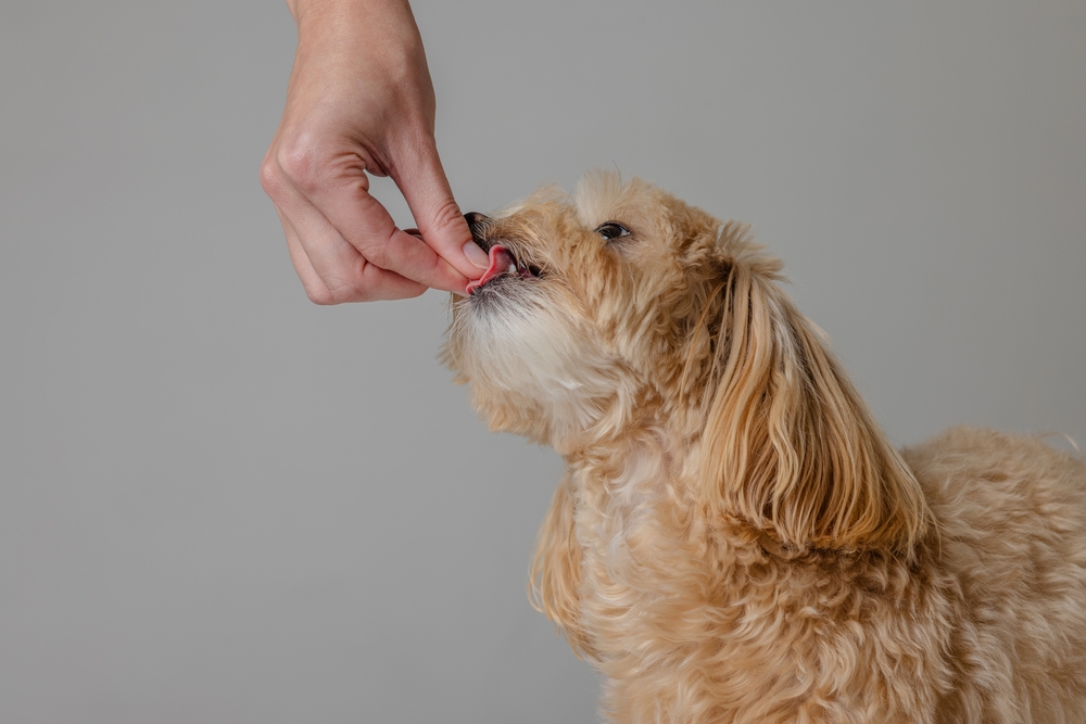 Maltipoo puppy getting a treat