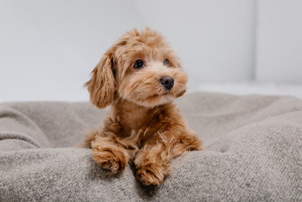 Can Maltipoos Be Left Alone? Vet-Approved Tips to Help Separation Anxiety