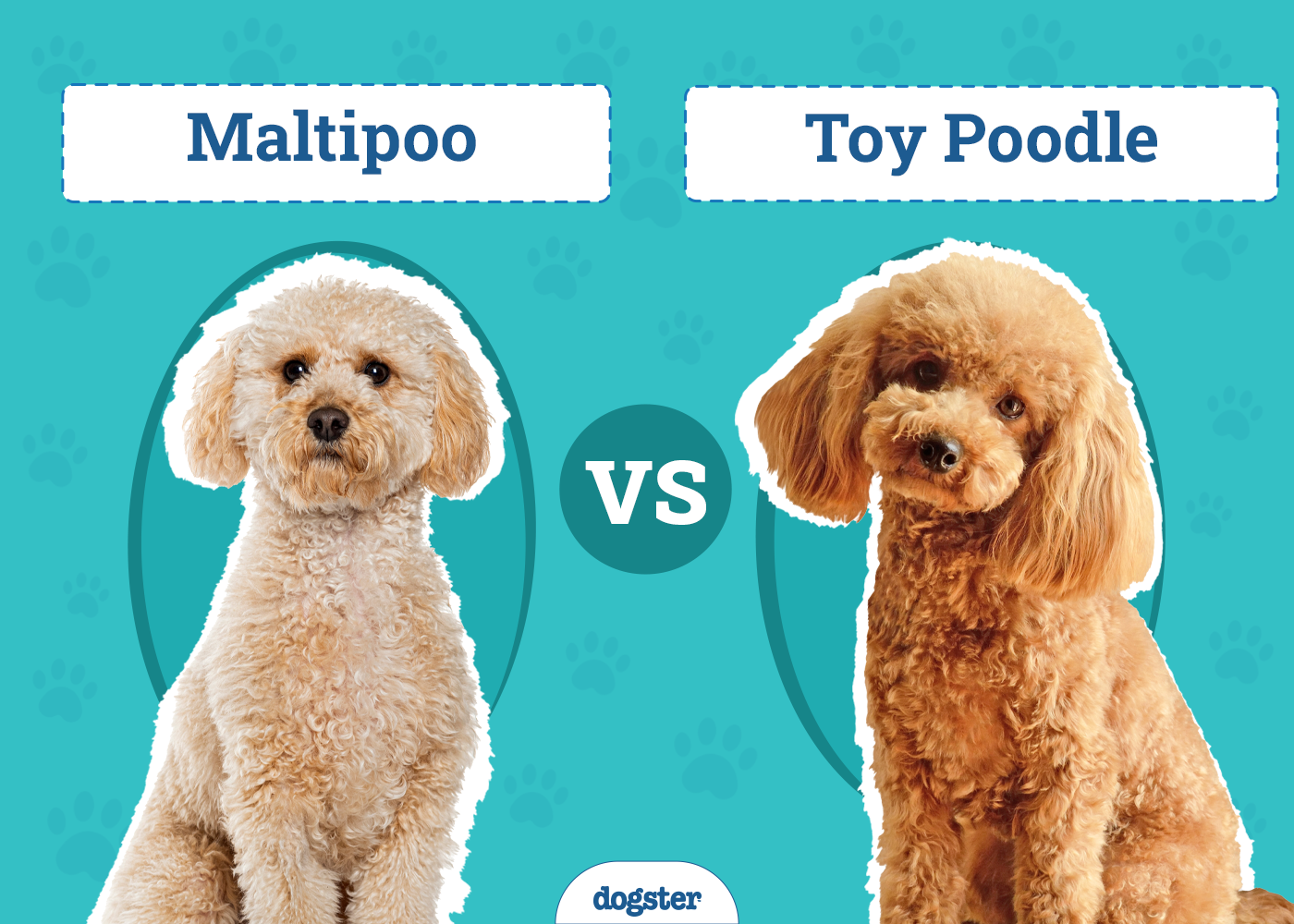 Maltipoo vs Toy Poodle: The Differences (With Pictures)