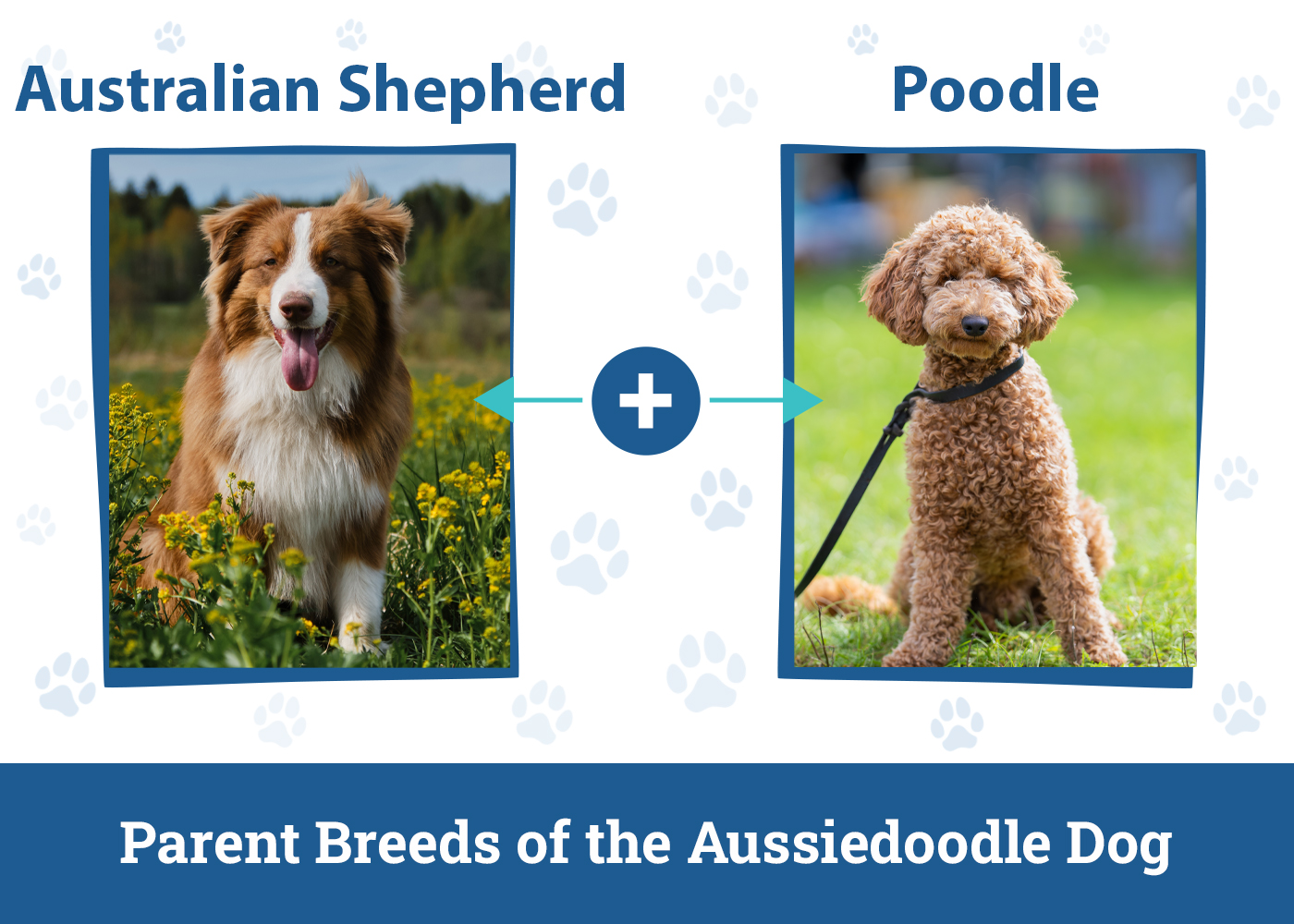 Parent Breeds of the Aussiedoodle Dog
