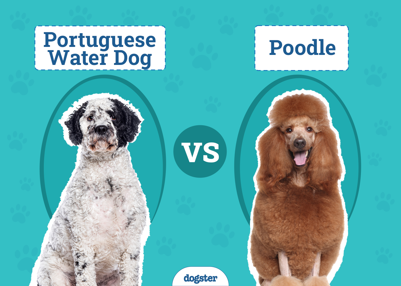 Portuguese Water Dog vs Poodle: The Differences (With Pictures)