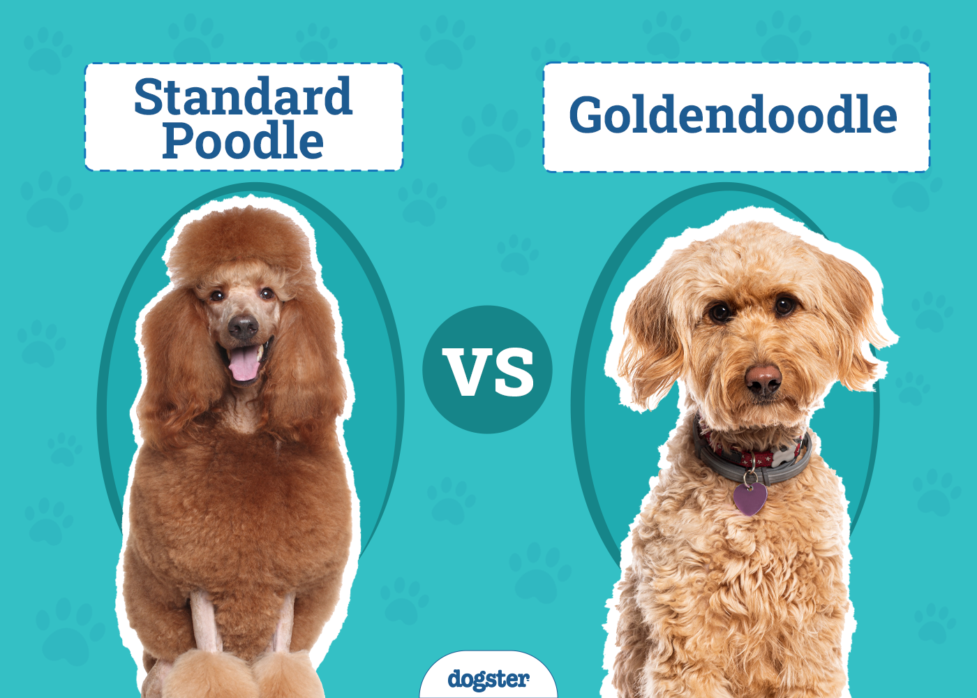 Standard Poodle vs Goldendoodle: The Differences (With Pictures)