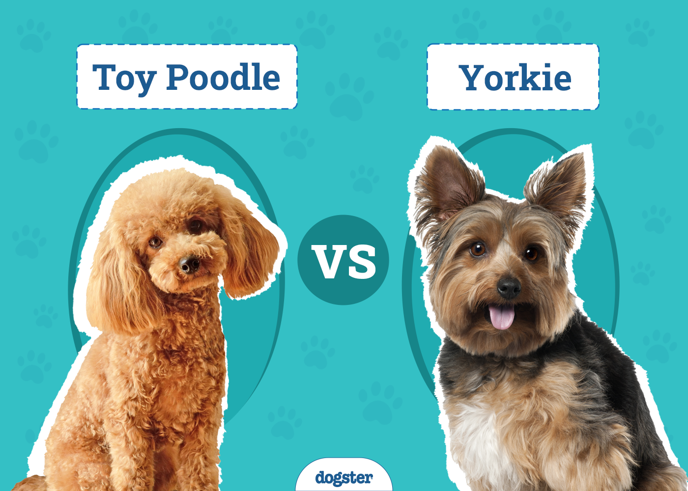 Toy Poodle vs. Yorkie: The Differences (With Pictures)