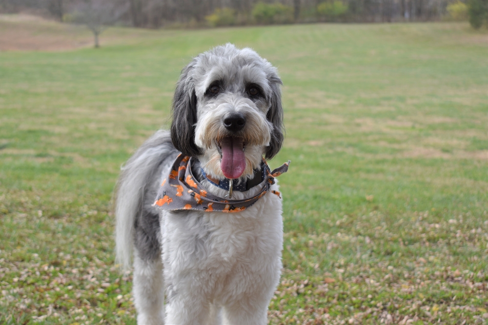 aussiedoodle-outside-with-bandana