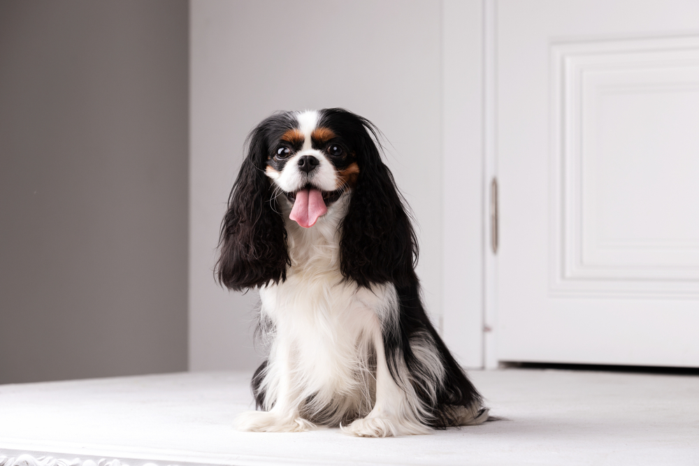 How Much Does It Cost to Own a Cavalier King Charles Spaniel? 2026 Price Guide