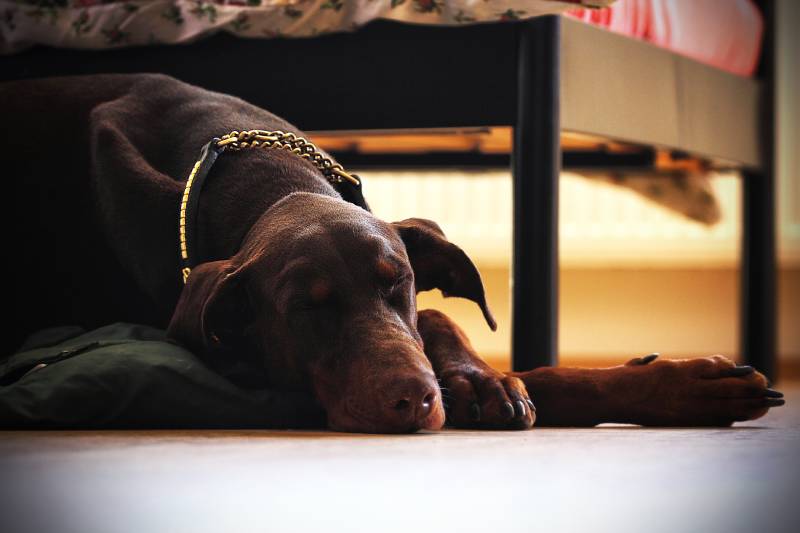 Can Dobermans Be Left Alone at Home? Vet Approved Facts & Safety Tips
