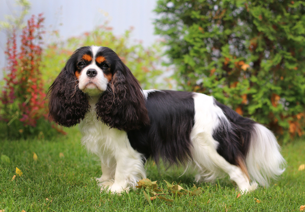 female cavalier charles king spaniel