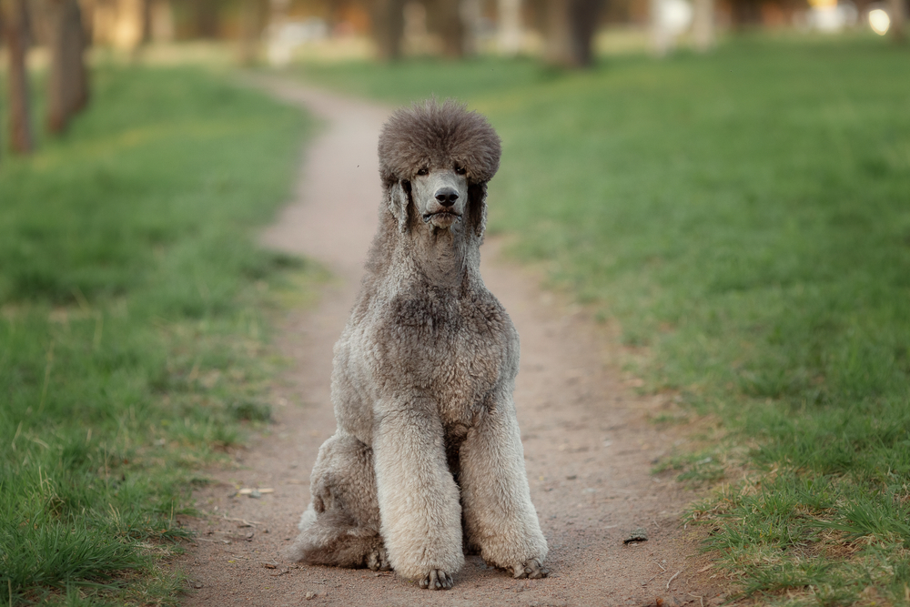 How Long Do Poodles Live? Average Lifespan, Data & Care (Vet Reviewed)