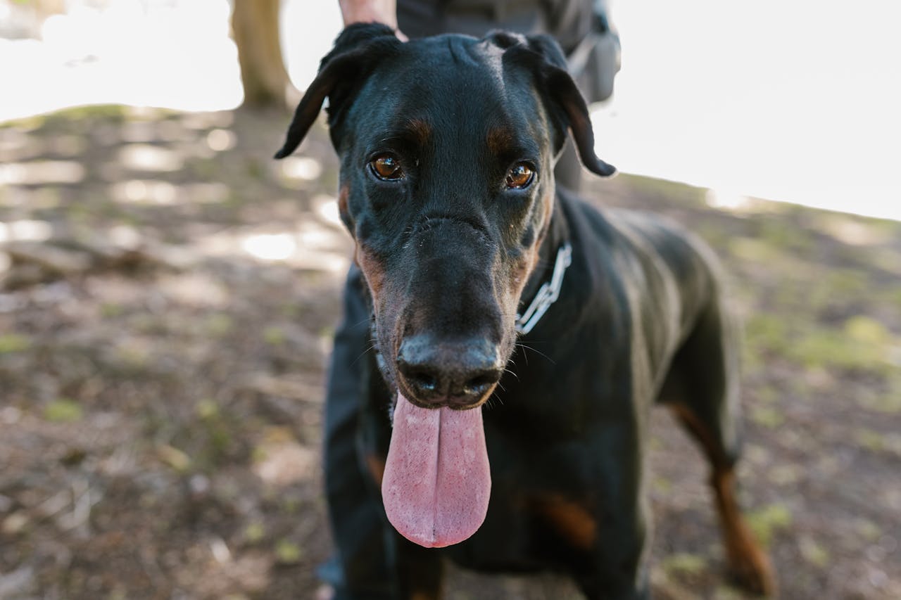 Do Dobermans Make Good Guard Dogs? Training, Pros & Cons