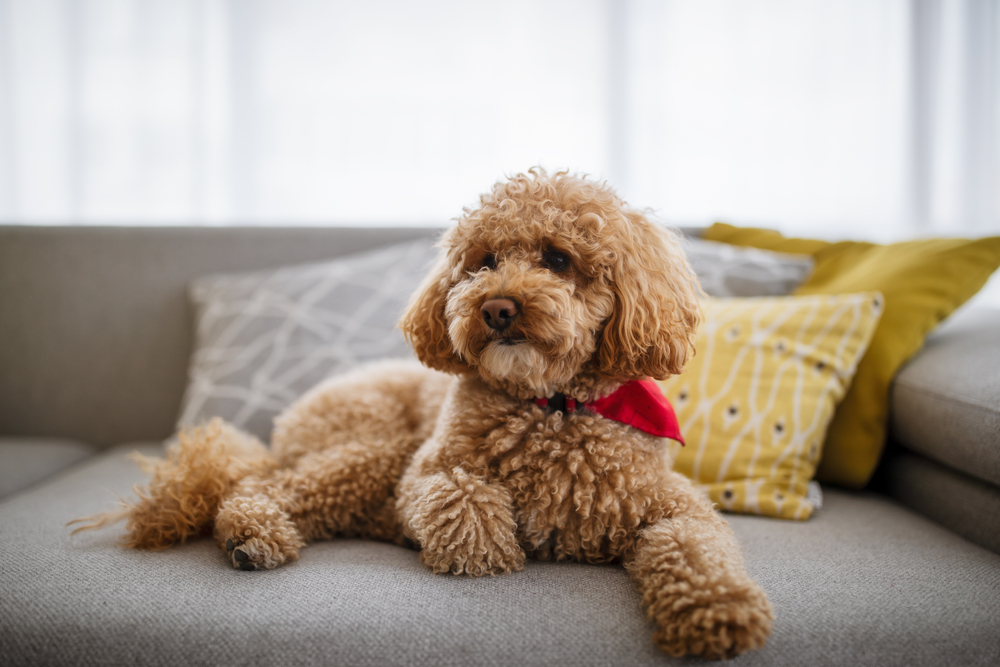 How Big Do Toy Poodles Get? Average Weight & Growth Chart