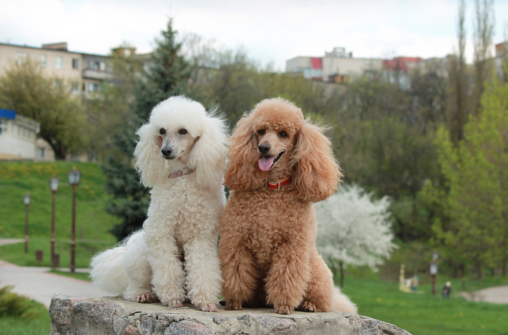 Do Poodles Have Hair or Fur? Breed Facts