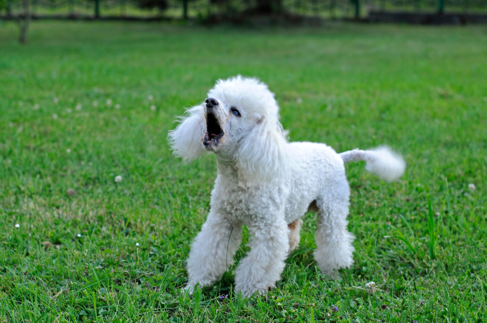 Are Poodles Aggressive? Breed Behavior & Vet-Approved Training Tips