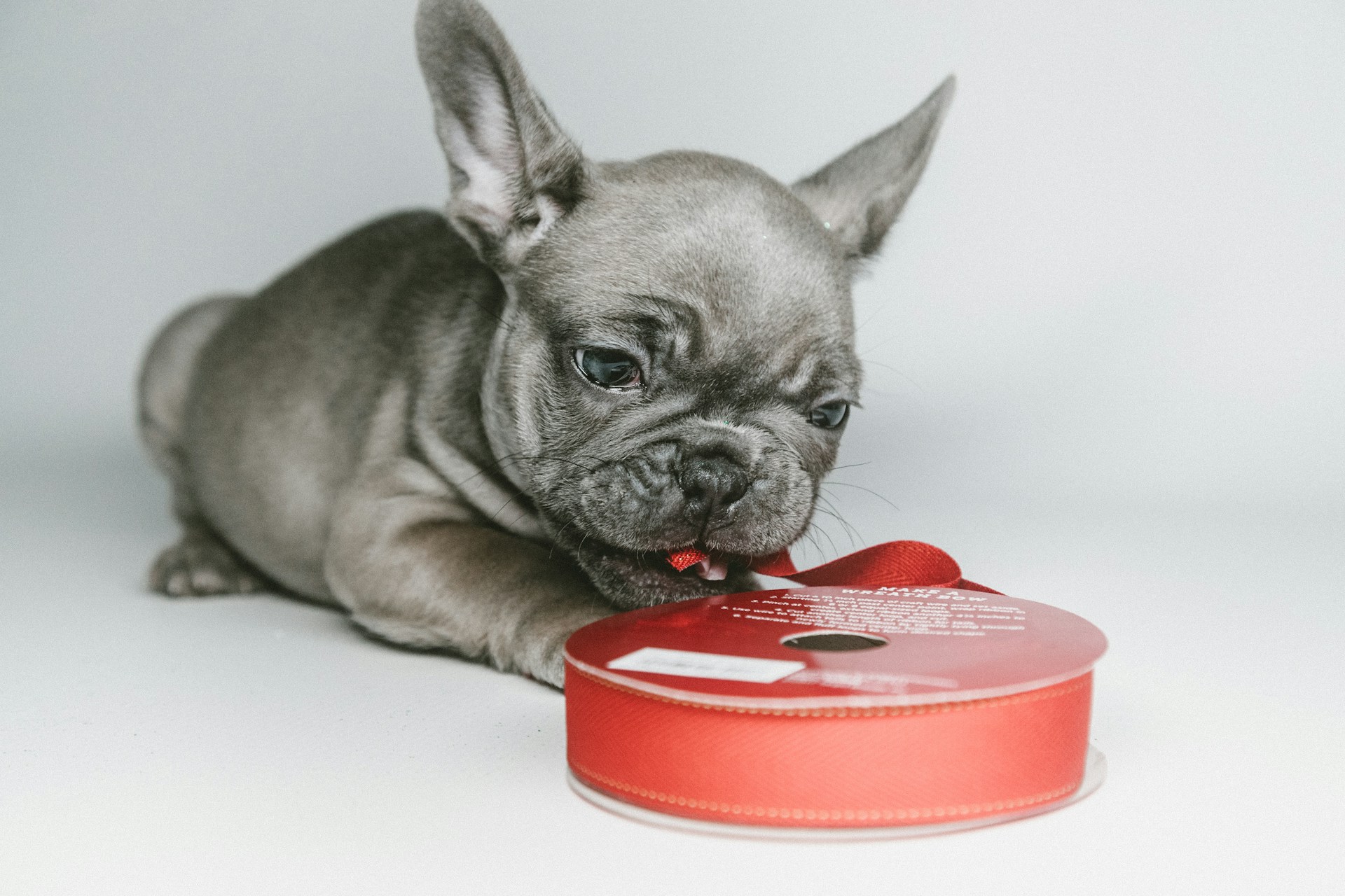 Grey French Bulldog: Info, Pictures, Origin & History