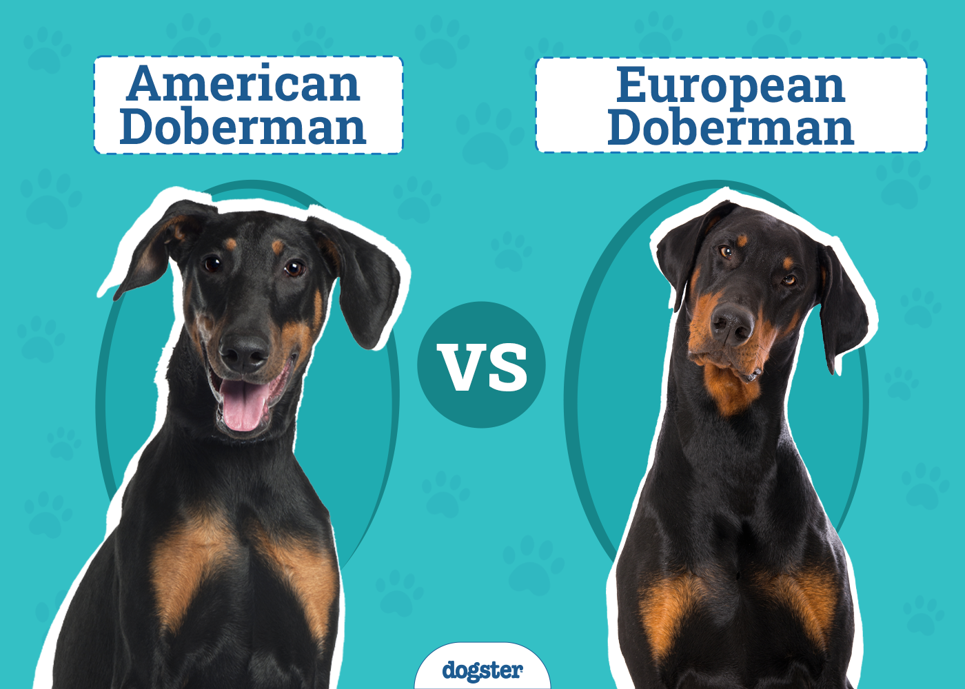American vs European Doberman: Main Differences (With Pictures)
