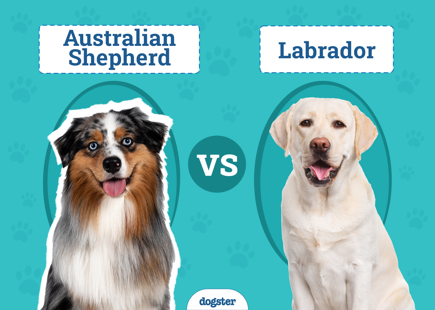 Australian Shepherd vs. Labrador: Breed Comparison (With Info & Pictures)