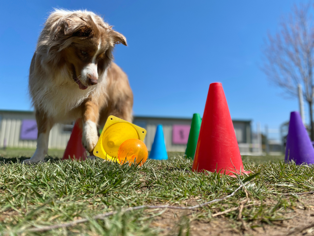 Do Dogs Dislike Certain Colors? Facts & FAQ (With Infographic)