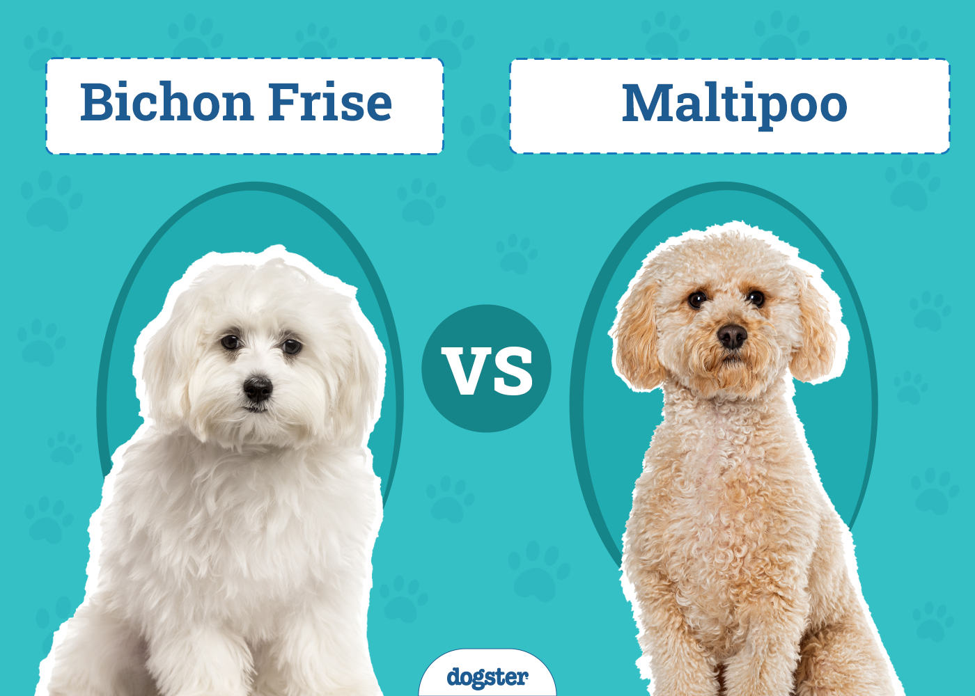Bichon Frise vs. Maltipoo: The Differences (With Pictures)