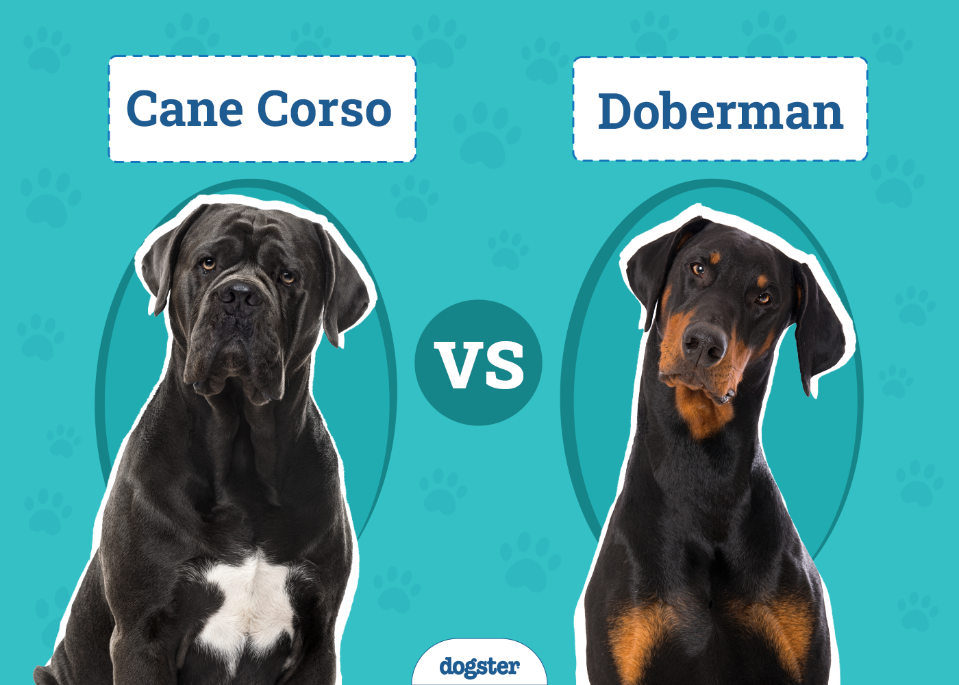 Cane Corso vs Doberman: The Differences (With Pictures)