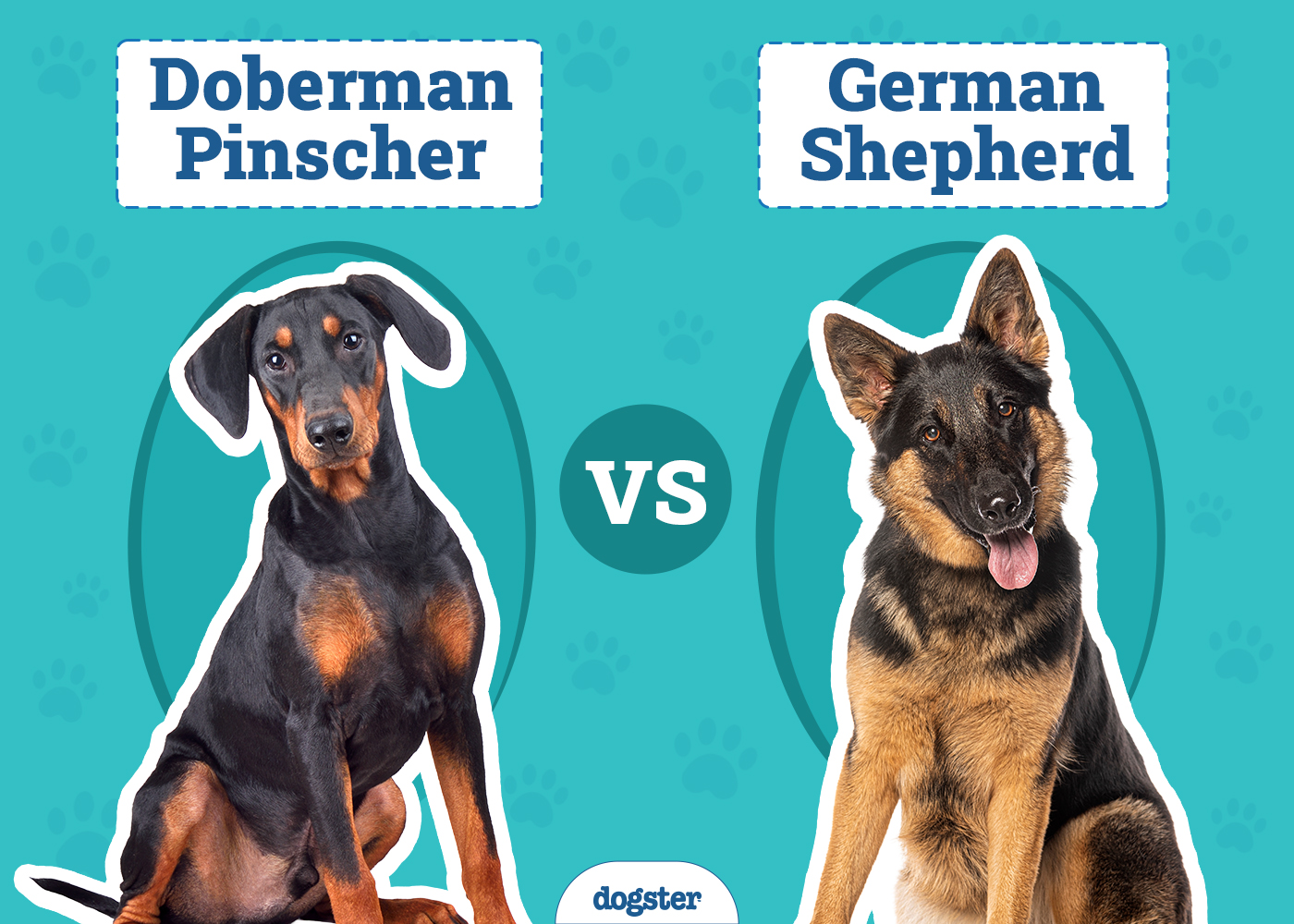 Doberman vs German Shepherd: The Comparison (With Pictures)