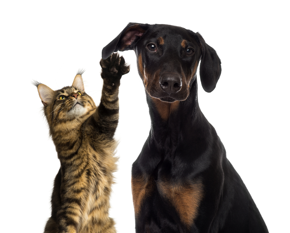 Will a Doberman Be Good With My Cat? 7 Important Tips & FAQs