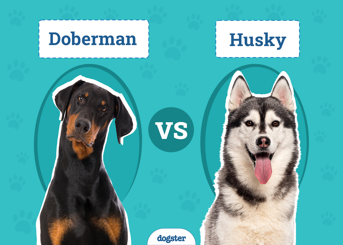 Doberman vs Husky: The Differences (With Pictures)