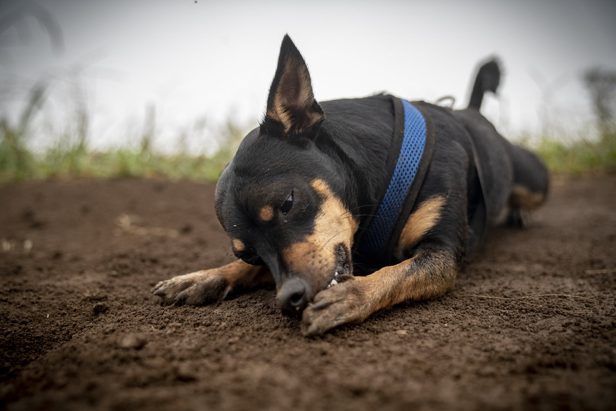 Why Do Dogs Chew Their Paws? 9 Vet-Reviewed Reasons & What to Do
