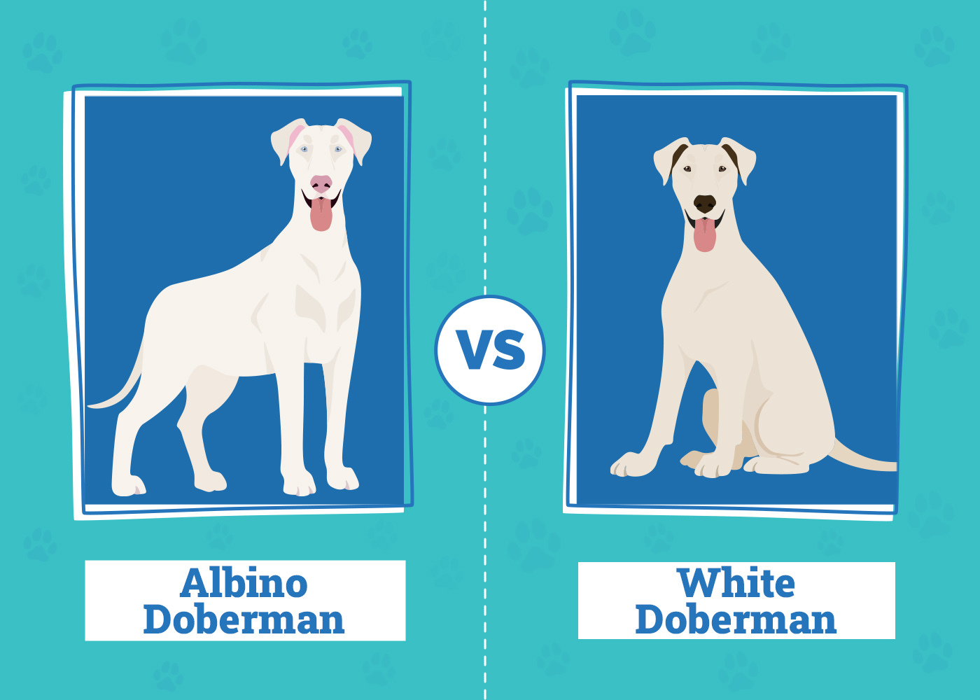 Albino & White Dobermans: Info, Pictures, Origin & History